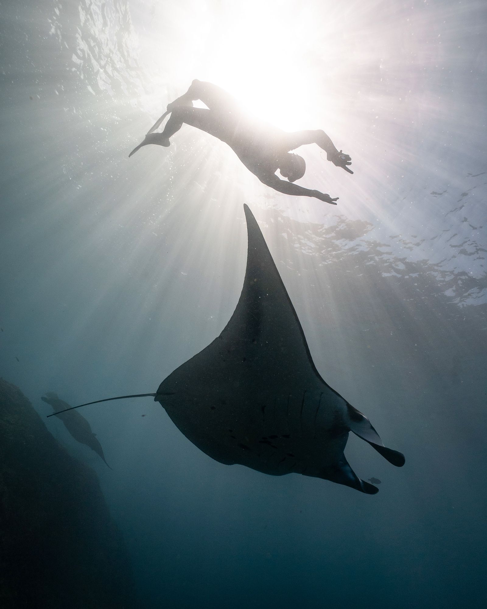 Hanifaru Bay: manta rays, season and the rules that protect them