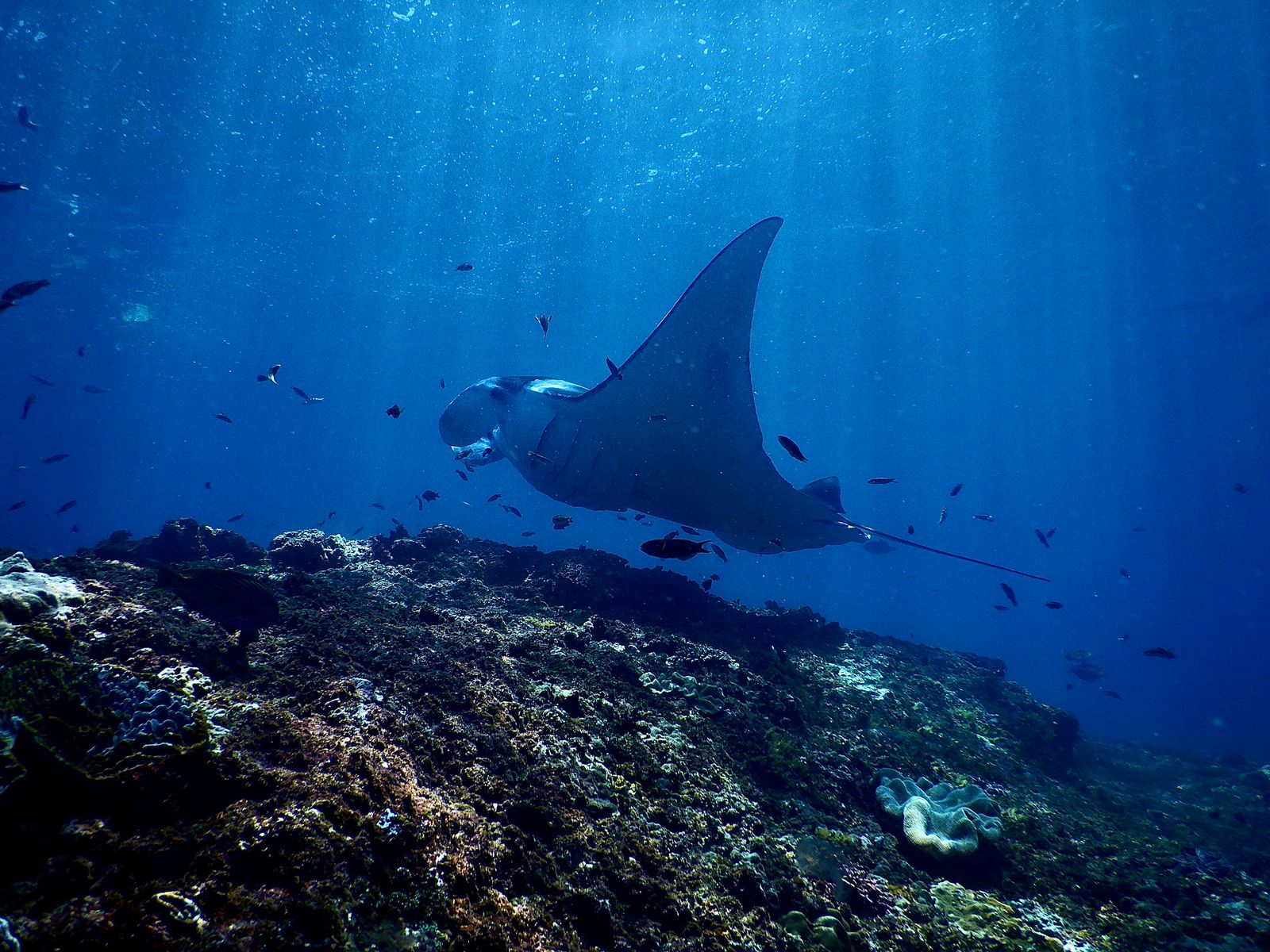 Maldives manta ray season: when and where to see them
